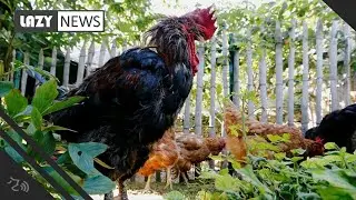 French rooster cleared by court after lawsuit accused him of making too much noise