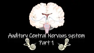 [Perception] The Hearing Series, Auditory Central Nervous system - Part1