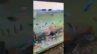 asian fish marketplace