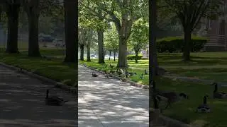 Gaggle of Geese in the Shadows 🪿🌒 | Pilgrim Psychiatric Center Grounds