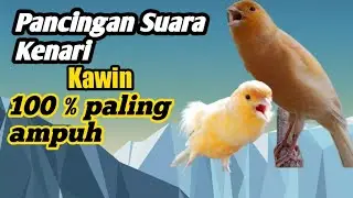 Pancingan suara kenari kawin 💯% paling ampuh
