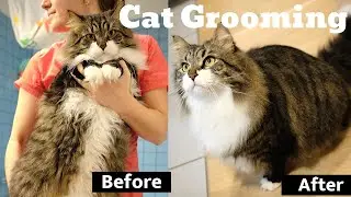 Cat grooming - Siberian Cat Diamond bathing! Full grooming Guidelines & detailed Product Description
