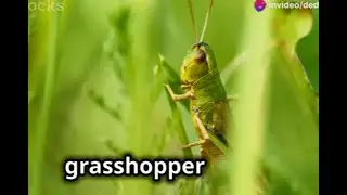 The Secret Life of Grasshoppers: Nature&rsquo;s Hidden Jumpers&rdquo;#insectworld #WildlifeScience #AnimalTrivia