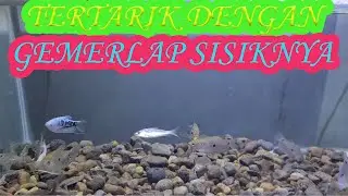 Pelihara Ikan bandeng Di Aquarium