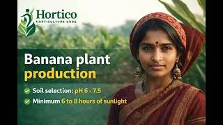 Banana Plant Production  | #hortico