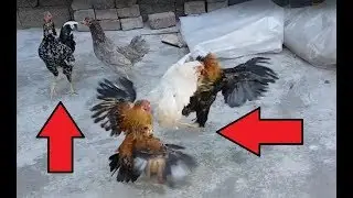 T&Uuml;M İSPEN&Ccedil; TAVUKLARI SERBEST BIRAKTIM 😱