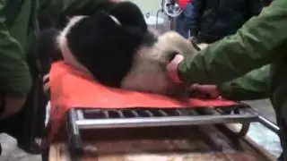 Wild giant panda freed after recovery in SW China