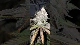 fall colors Dalato #cannabis