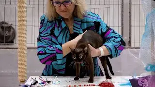 CFA International Show 2018 - Shorthair Championship judging: Set 1