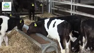 David Gleeson Healthy Cow - High Quality Milk Village Leader at Moorepark '19