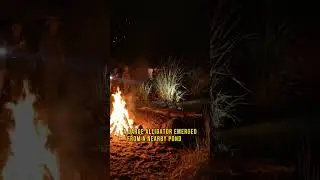 Аллигатор нападает на туристов