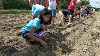 Ponca Plant Seeds of Resistance, Sacred Corn