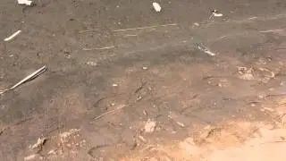Early rising sand fiddler crab (Uca) excavates hole