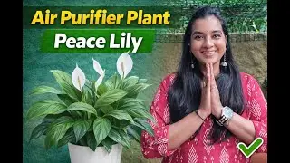 Peace Lily Plant Care Guide  How to Grow & Make It Bloom Indoors