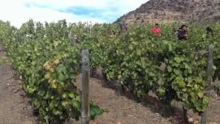 Wine Bloggers & the Vineyards of the Douro
