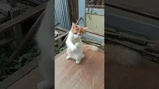 Sireok
