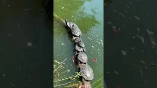 Turtles Basking in the Sun - #turtles #shorts #sun