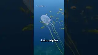 Most Dangerous Animals In THE OCEAN 😯 | #shorts