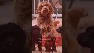 Five Hypoallergenic dogs that are Pawfect for you! #dog #pets #doglover #cutedog #cutepets