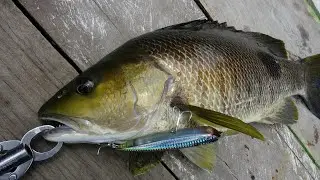 Weda Halmahera topwater fishing 2023