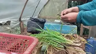 WHAT HAPPENS if we make slow growing onions into fermentation?