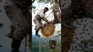 This giant honeycomb is hanging 100 feet in the air #jungle #hunt #honey #bee #dangerousjobs #shorts