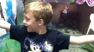 Koala Habitats