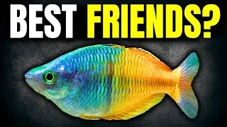 Ranking The BEST Angelfish Tankmates
