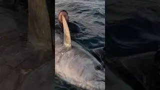 Spearfishing Bluefin Tuna