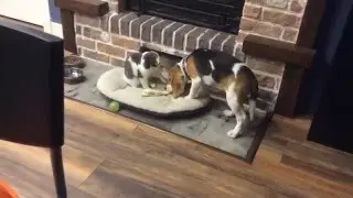 Cat tries to steal bone from dog...