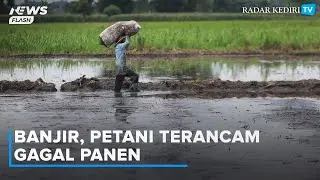 Banjir, Petani Gagal Panen, Tiga Hektare Sawah Tercatat Alami Puso
