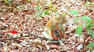 Jonathan Back! He Plays In The Forest | Baby Monkey Mountain monkey |