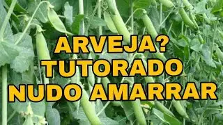 COMO HACER UN NUDO PARA AMARRAR Y HACER EL TUTORADO DE LA ARVEJA...