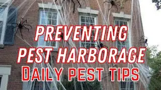 Preventing pest harborage in your home - Daily Pest Tips