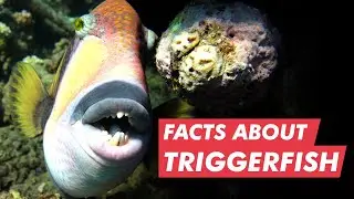 Facts: Triggerfish