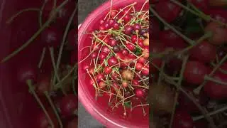 Wild CHERRIES harvest 😱🔥🍒 #foraging #plants #forest #edible #garden #gardening #park #food #fruit