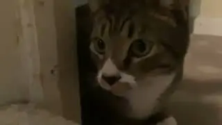 Kitty part 2