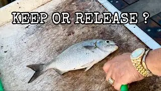 Can You Eat This Fish from Dania Pier ? ..