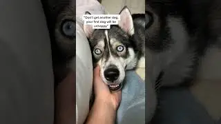 POV a second dog was the best decision you ever made #husky #huskies #funnydogs