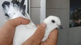 Самаркандские голуби.