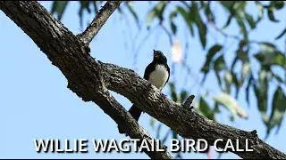Angry Bird Willie Wagtail Call To Defend Territory | Weird Bird Sounds | Australian Bird Sounds