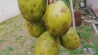 JUNE PLUM Fruit REMOVAL 😁🧐