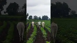 रॉयल शेतकरी #shorts #short #shortsfeed #shortvideo #viral #yt #ytshorts #farmer #khillar #bail