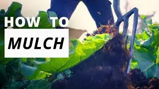 Mulching - What is it and how to do it | Hampton Court Palace