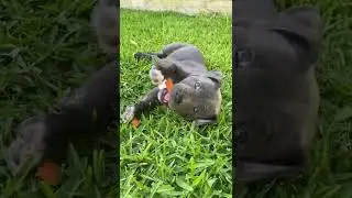 Dog Transformation | Amazing Transformation | Transformation trending video #shorts #trending #viral