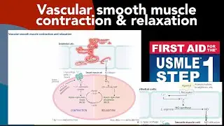 Vascular smooth muscles contraction & relaxation in Hindi/Urdu by first aid for USMLE step 1