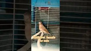 cutthroat female for sale #birds #finch #cutthroat #pets