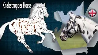 Knabstrupper Horse, one of the rare spotted horses in Europe, Horse breeds