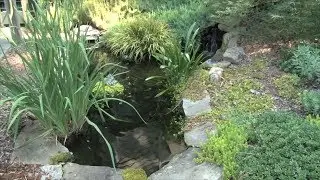 Ranger Nick: Installing & Maintaining Small Landscape Ponds