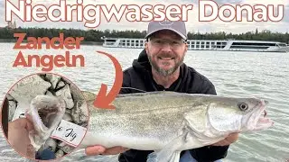 Zander Angeln bei niedrig Wasser an der Donau